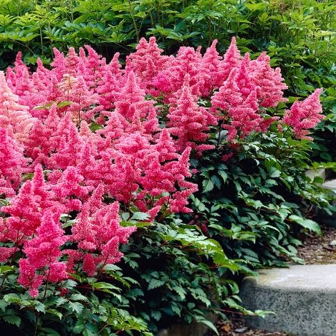 Astilbe Flower Seeds