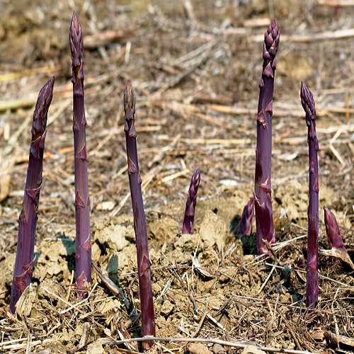 Purple Asparagus vegetable seeds for Home Gardening, Organic Raised Bed Garden Favorite for kitchen garden planting