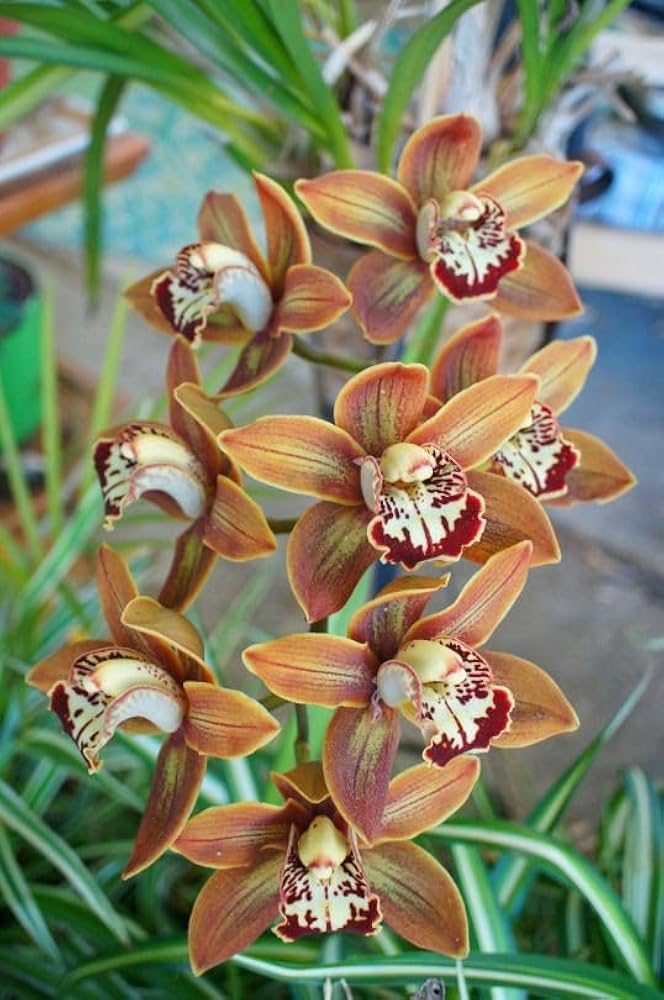Brown Dracula Flower Seeds - Heirloom Non GMO Premium Garden Seeds for Planting