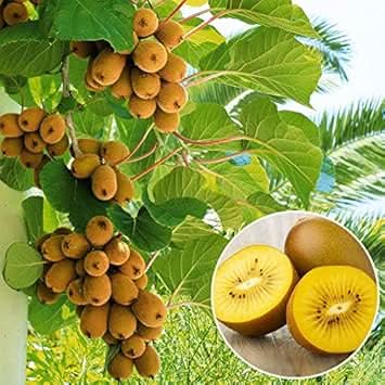 Light Green Kiwi Fruit Growing Tangy And Sweet Trees For Backyard Fruit Seeds