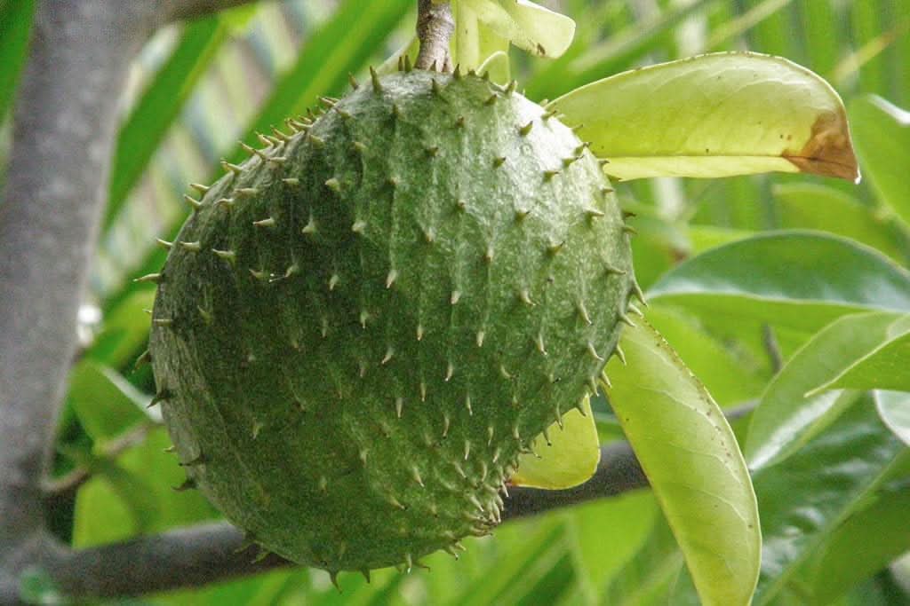 Solanum Sessiliflorum A Tropical Exotic Fruit Seeds
