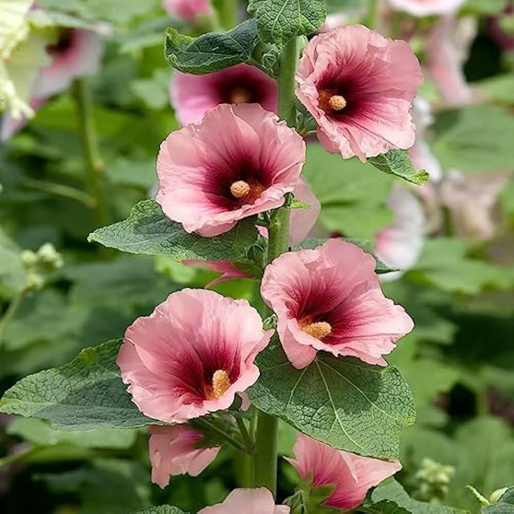 Pink Red Yellow Organic Hollyhock Mix Beautiful Garden Flowers Flower Seeds