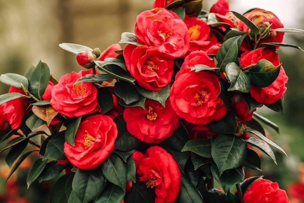 Camellia Sinensis Flower Seeds Exotic Flowering Plants for Vibrant Garden Beauty - Heirloom Non GMO High Germination Org