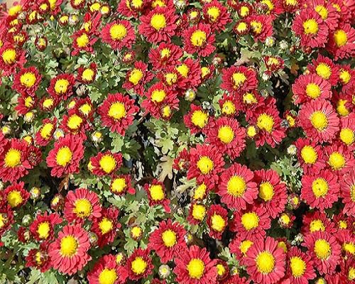 Red Chrysanthemum Flower Seeds