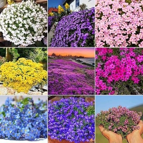 Mixed Creeping Thyme Flower Seeds
