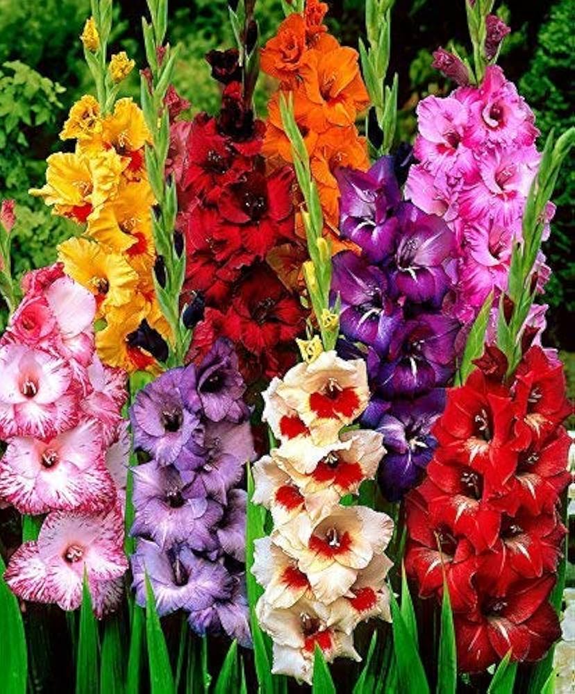 Gladiolus Gladiolus Trichonemifolius
