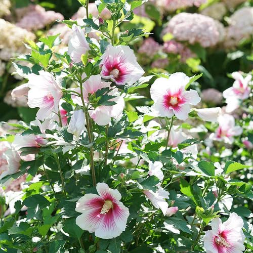 Pink Hibiscus Flower Seeds