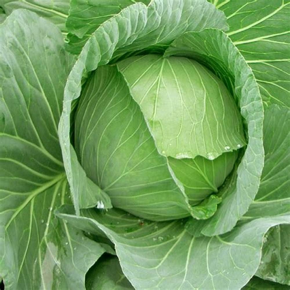 Cabbage Vegetable Seeds for Planting Vegetable Seeds for Home Gardening, Healthy Culinary Garden Heirloom, Non-GMO for Home Garden Planting