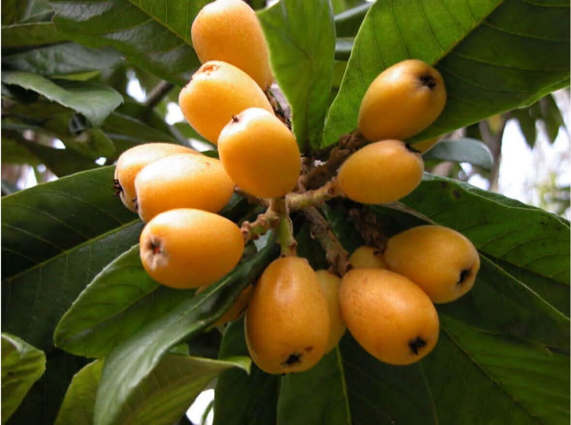 Mispel Fruit Perfect Aromatic Fruits Fruit Seeds