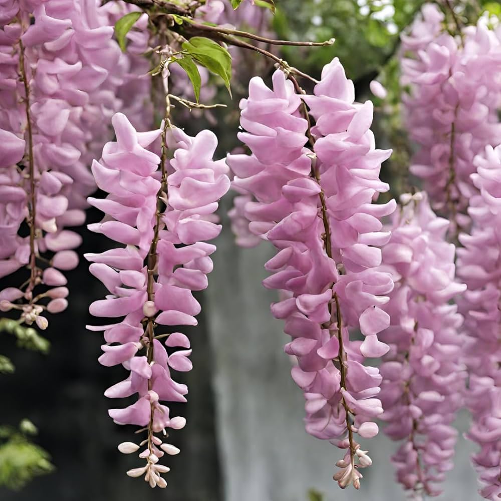 Purple Pink Wisteria