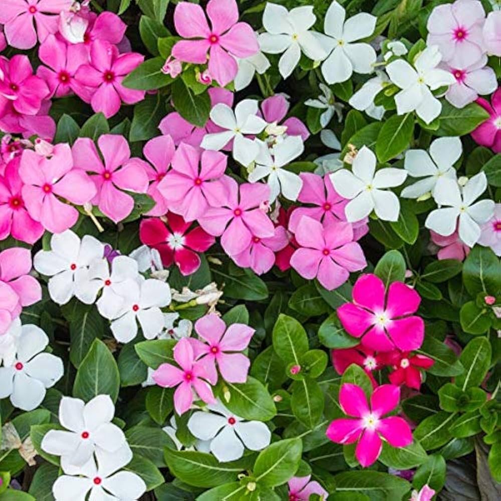 Violet Flower Mixed Colors Perennial Herb Garden Plants Flower Seeds