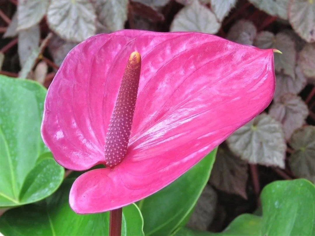 Pink Anthurium Flower Seeds – Premium Seeds for Planting, Organic Garden Seeds
