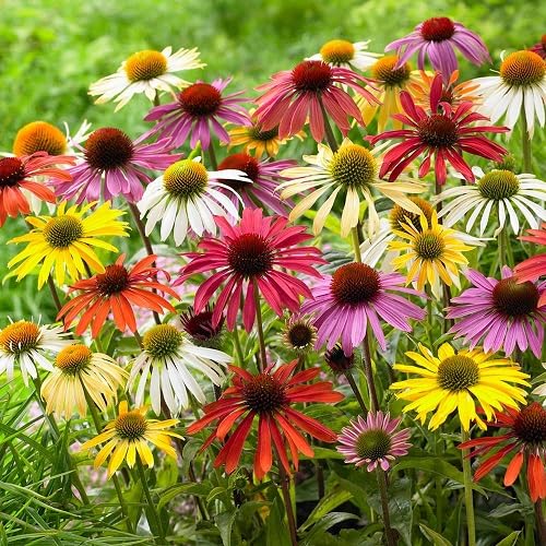 Echinacea Flower Seeds