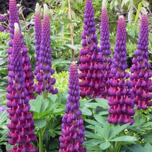 Purple Lupine Flower Seeds