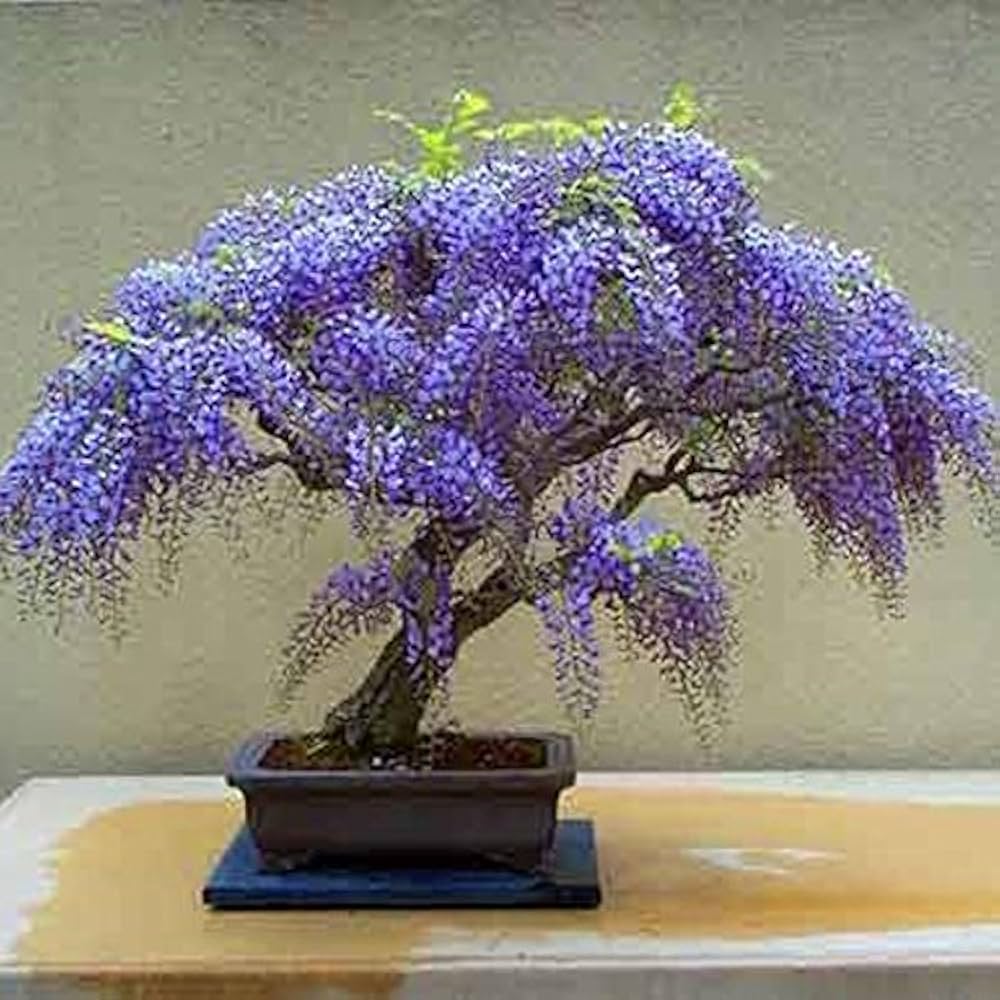 chinese blue wisteria bonsai elegant purple seeds
