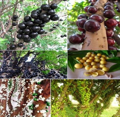 mixed jaboticaba fruit Fruit Seeds organic garden seeds