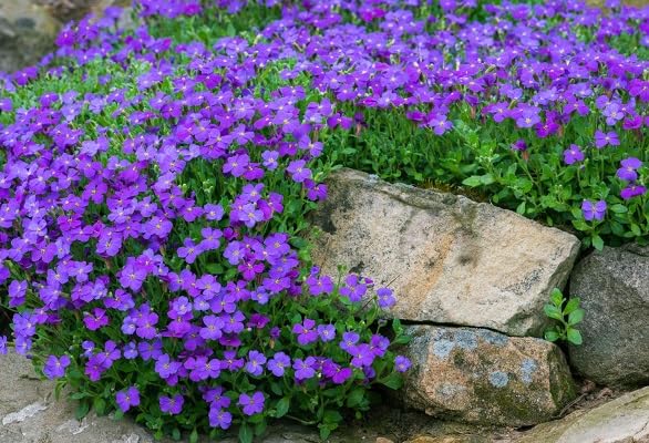Aubrieta Flower Seeds