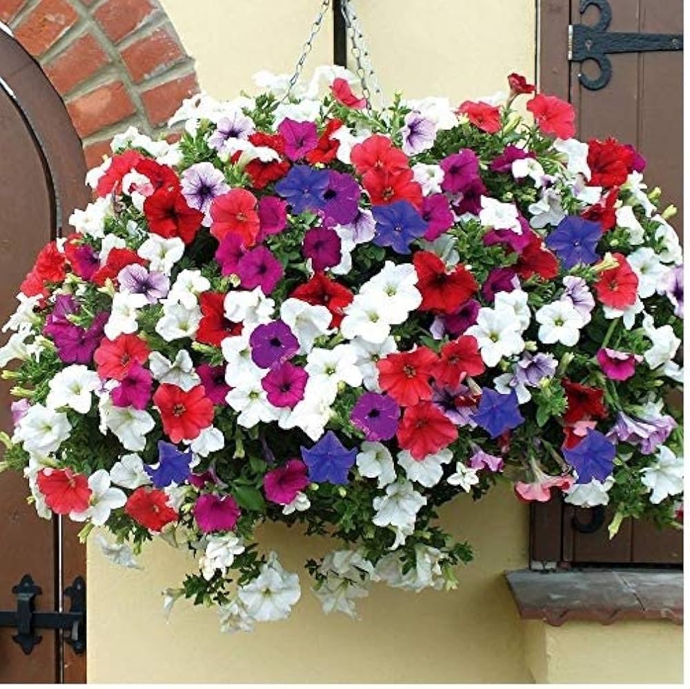 House Garden Petunia Mirage Multi Color Mix Colorful Flower Beds And Containers Flower Seeds