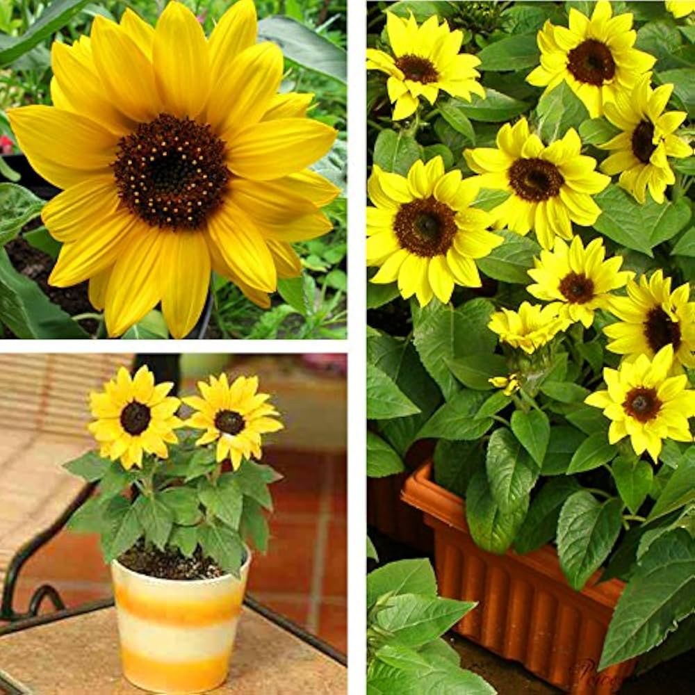 dwarf sunflower miniature sonnenblumen series cm seeds