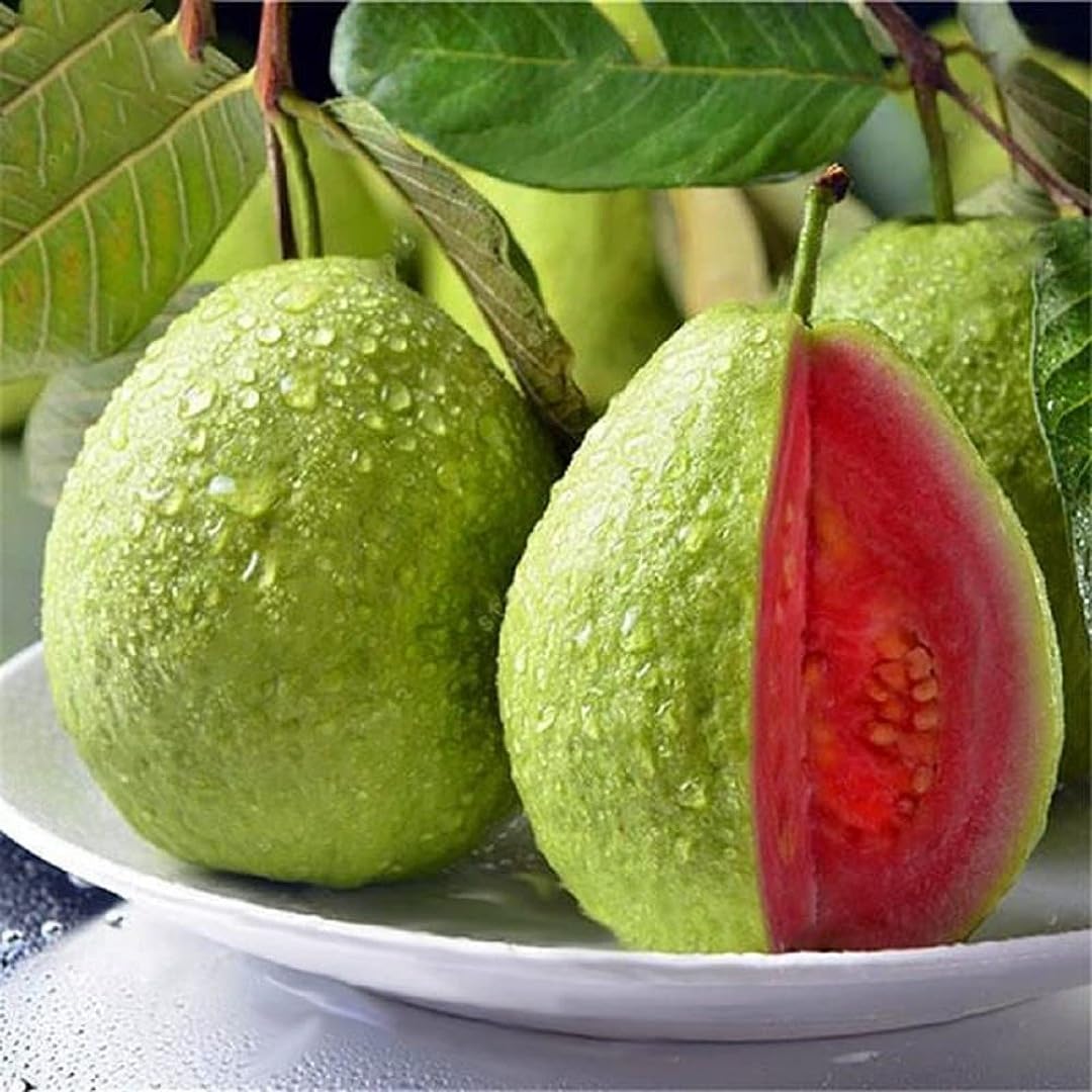 Thai Guava Psidium Guajava Tropical