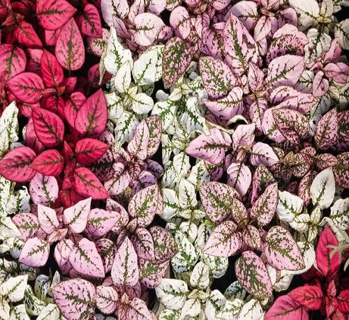 hypoestes flower seeds mixed