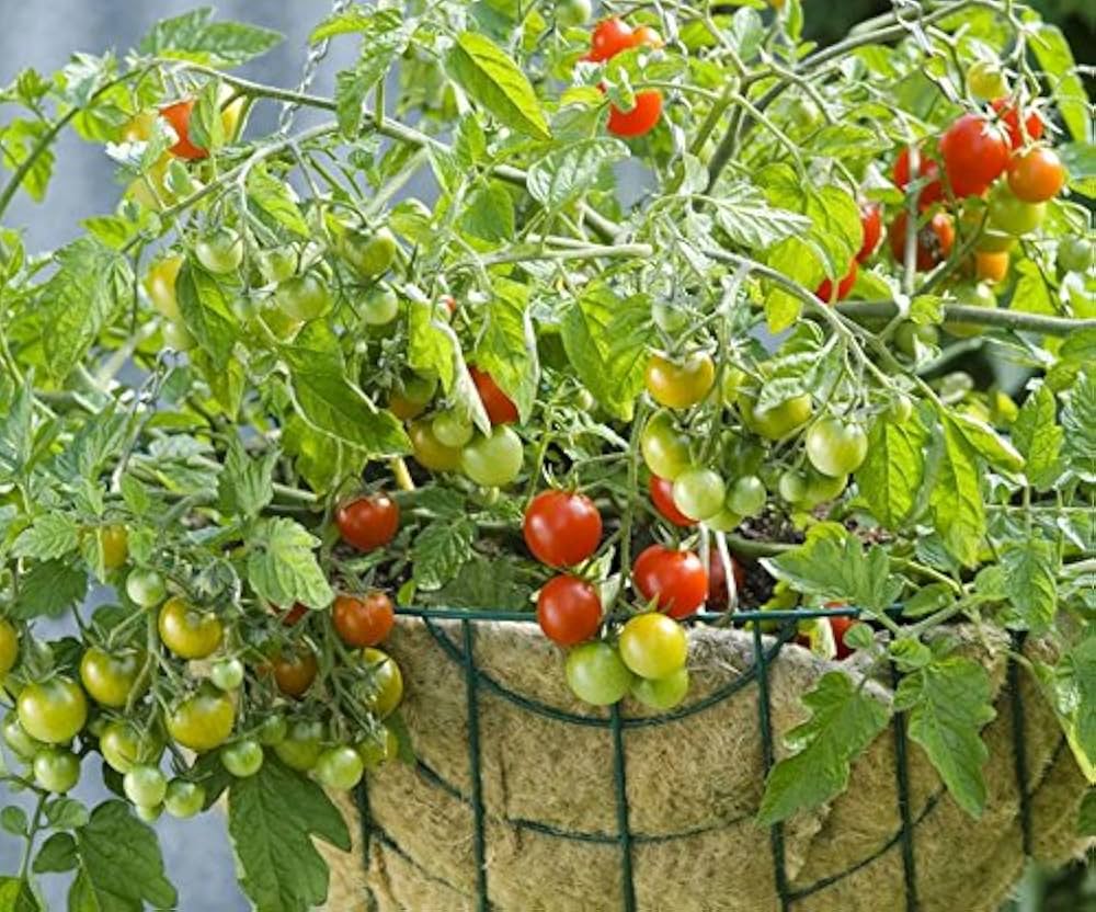 vishenka cherry tomato tomatoes gardens Fruit seeds