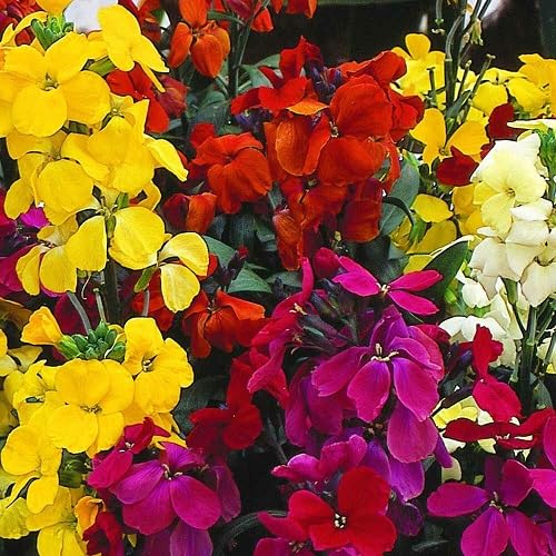 Mixed Cheiri Erysimum Flower Seeds