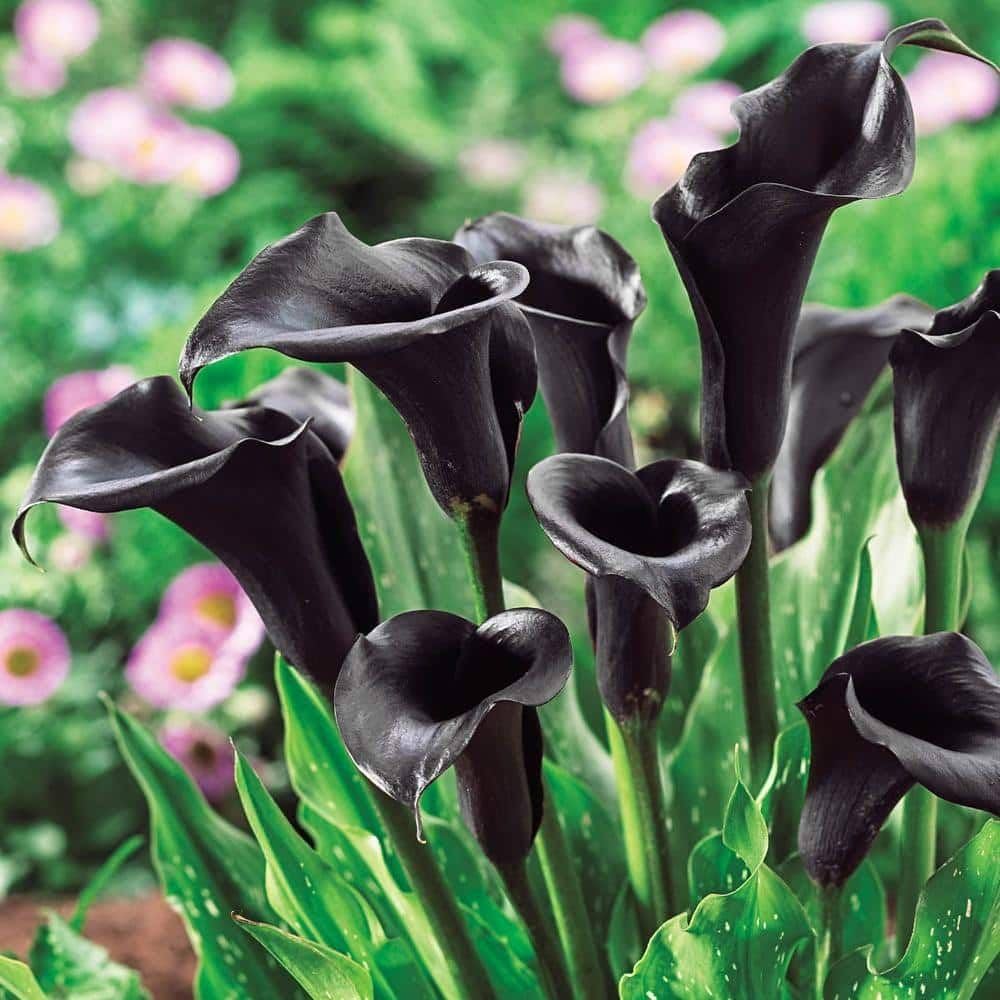 Black Calla Lily Flower Seeds