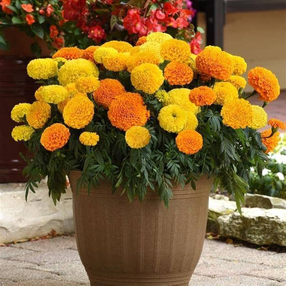 Hohe Chinesische Aster King Size Up To Cm Tall Stunning Flowers Your Garden Flower Seeds