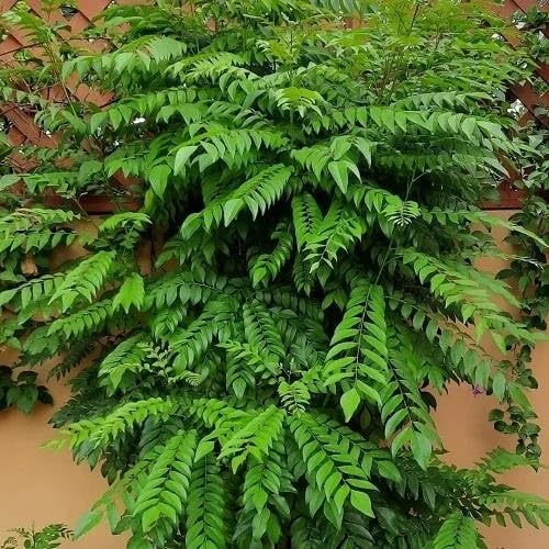 Curry Leaf Plant Seeds herb seeds - non gmo, home gardening garden seeds
