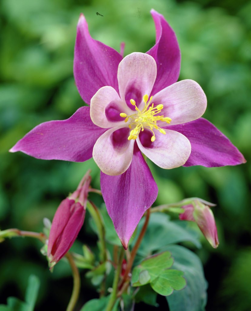 Aquilegia Flower Aquilegia Spp