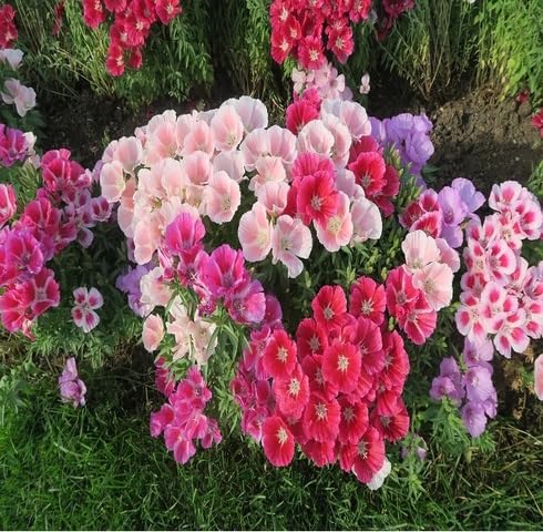 Mixed Godetia Flower Seeds