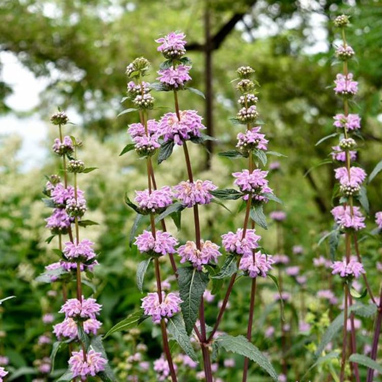 Purple Phlomis Flower Seeds