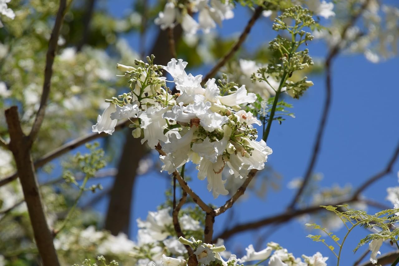 Jacaranda Flower Seeds