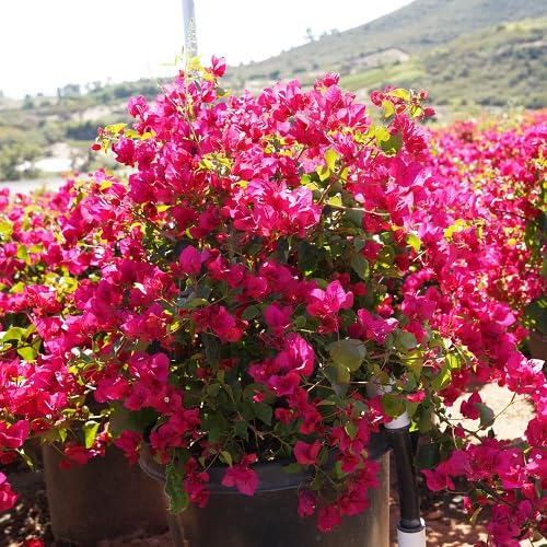 redclimbing Bougainvillea Flower Seeds