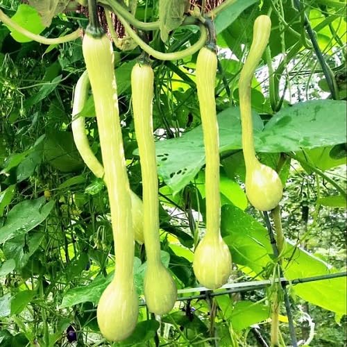 Green Climbing Zucchini Vegetables Seeds vegetable seeds - Heirloom, Organic, Non Gmo Garden Seeds for kitchen garden planting