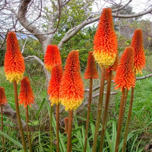 Red Yellow Kniphia Flower Seeds