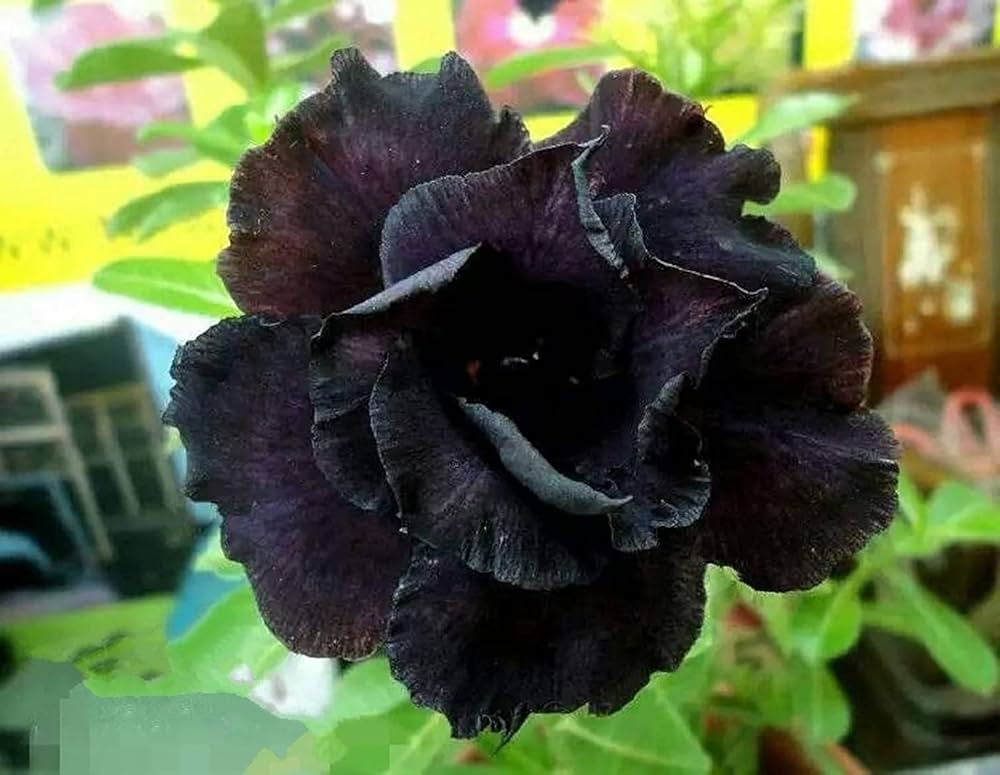 Adenium Obsum Desert Rose Dark Lord Flower Seeds