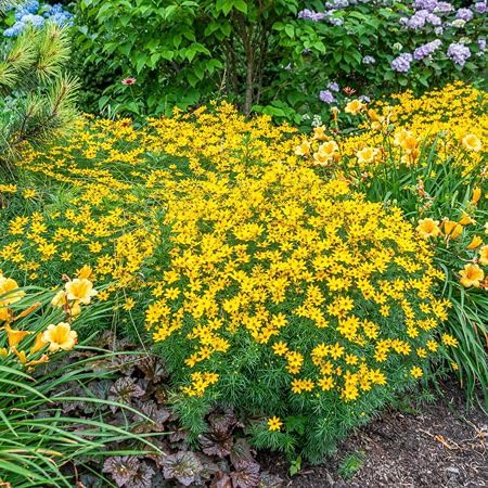 Yellow Coreopsis Lanceolata Flower Seeds