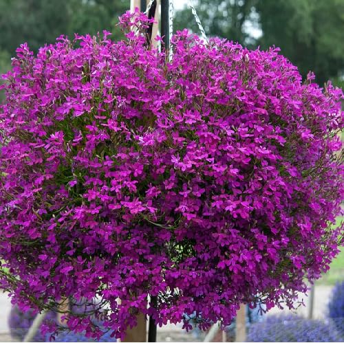 Purple Lobelia Flower Seeds
