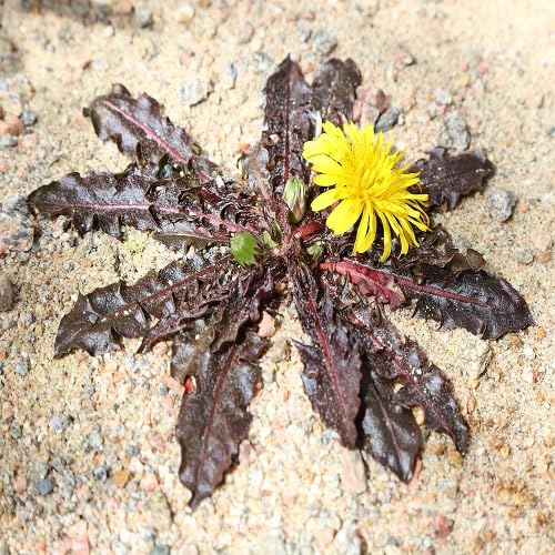 Pink Taraxacum Rubrifolium Flower Seeds