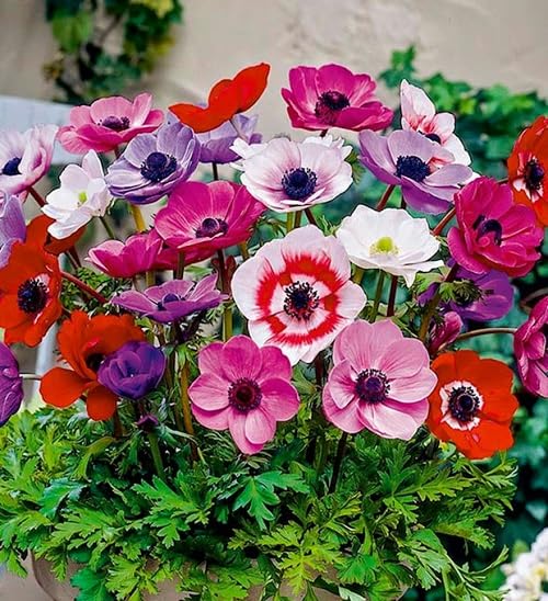 Anemone Flower Seeds
