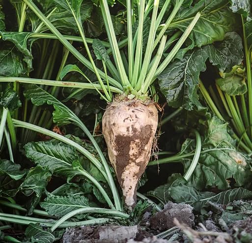 White Beta Vulgaris vegetable seeds - Heirloom, Organic, Non Gmo Garden Seeds for kitchen garden planting