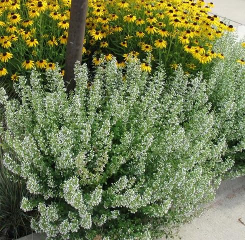 White Calamintha Plant Seeds herb seeds - healthy herbs, kitchen garden garden seeds
