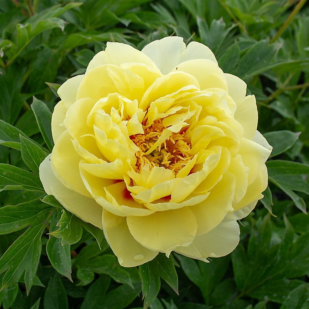 Yellow Giant Peony Flower Seeds