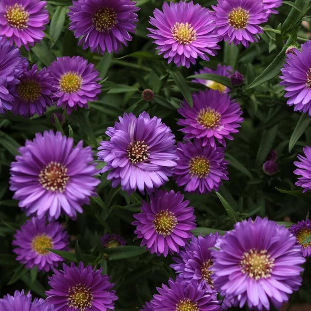Lavender Chrysanthemum Aster Daisy