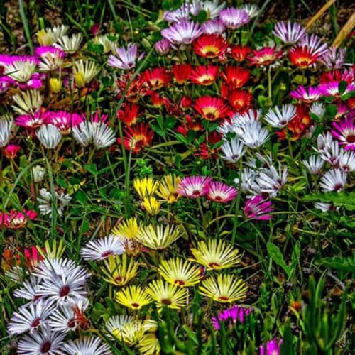 Mixed Mesembryanthemum Flower Seeds