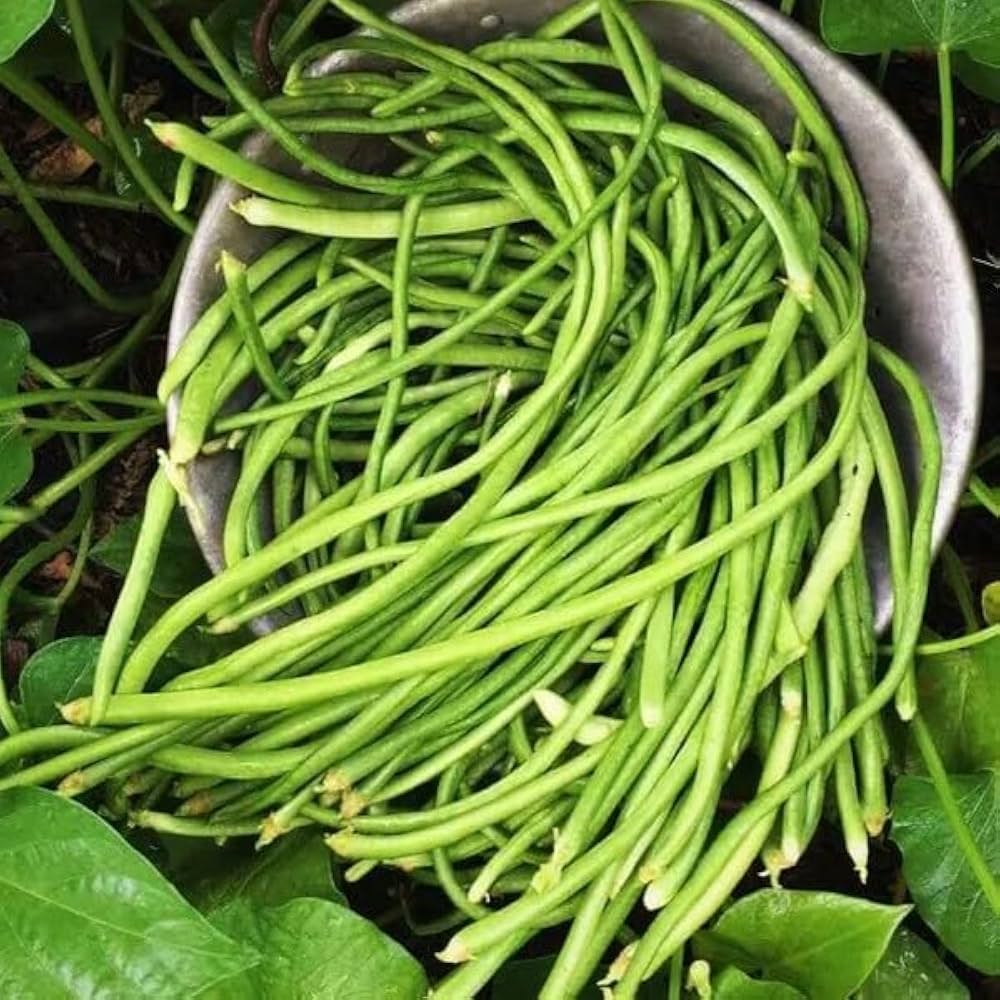White Bush Bean Easy Gardening