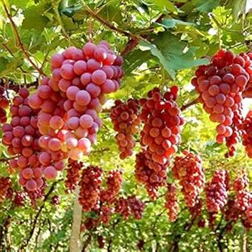 Ruby Roman Grape Fruit Authentic High Quality Variety For Kitchen Fruit Seeds