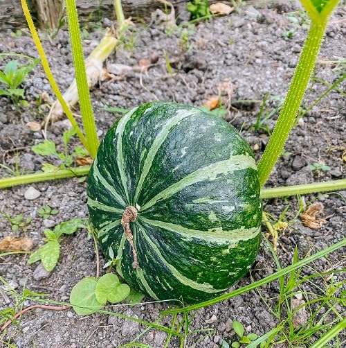 Green Kabocha Squash vegetable seeds - Heirloom, Organic, Non Gmo Garden Seeds for kitchen garden planting